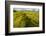 Landscape of lava covered in moss, South Iceland, Polar Regions-Miles Ertman-Framed Photographic Print