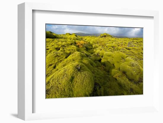 Landscape of lava covered in moss, South Iceland, Polar Regions-Miles Ertman-Framed Photographic Print