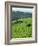 Landscape of Lush Green Rice Terraces on Bali, Indonesia, Southeast Asia-Alain Evrard-Framed Photographic Print