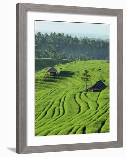 Landscape of Lush Green Rice Terraces on Bali, Indonesia, Southeast Asia-Alain Evrard-Framed Photographic Print