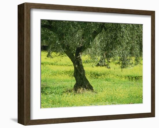 Landscape of Olive Tree and Wild Flowers Near Trujillo, in Extremadura, Spain, Europe-Michael Busselle-Framed Photographic Print