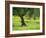 Landscape of Olive Tree and Wild Flowers Near Trujillo, in Extremadura, Spain, Europe-Michael Busselle-Framed Photographic Print