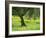 Landscape of Olive Tree and Wild Flowers Near Trujillo, in Extremadura, Spain, Europe-Michael Busselle-Framed Photographic Print