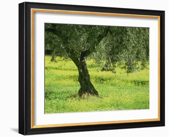 Landscape of Olive Tree and Wild Flowers Near Trujillo, in Extremadura, Spain, Europe-Michael Busselle-Framed Photographic Print