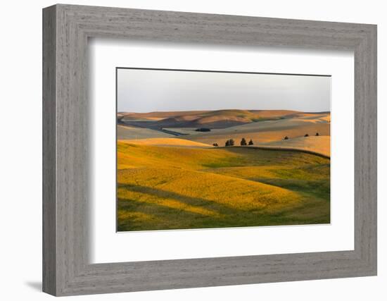 Landscape of rolling wheat field at sunrise, Palouse, Washington State, USA-Keren Su-Framed Photographic Print