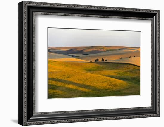 Landscape of rolling wheat field at sunrise, Palouse, Washington State, USA-Keren Su-Framed Photographic Print