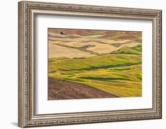 Landscape of rolling wheat field, Palouse, Washington State, USA-Keren Su-Framed Photographic Print