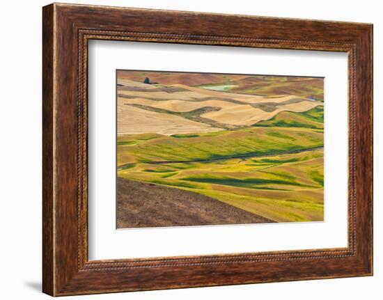 Landscape of rolling wheat field, Palouse, Washington State, USA-Keren Su-Framed Photographic Print