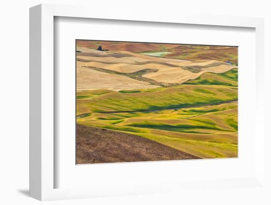 Landscape of rolling wheat field, Palouse, Washington State, USA-Keren Su-Framed Photographic Print