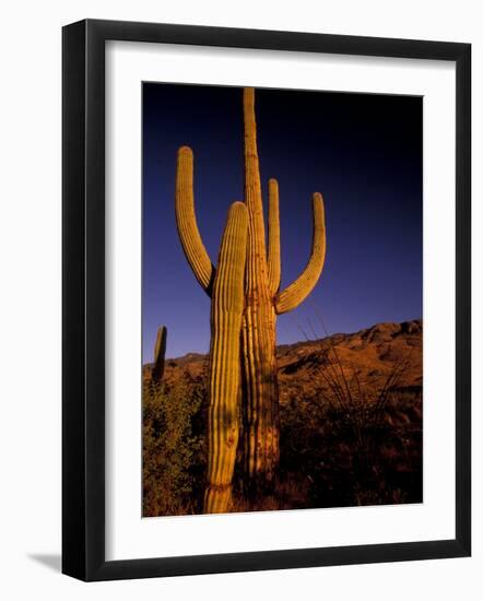 Landscape of Saguaro National Monument, Arizona, USA-Art Wolfe-Framed Photographic Print