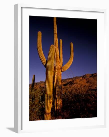 Landscape of Saguaro National Monument, Arizona, USA-Art Wolfe-Framed Photographic Print