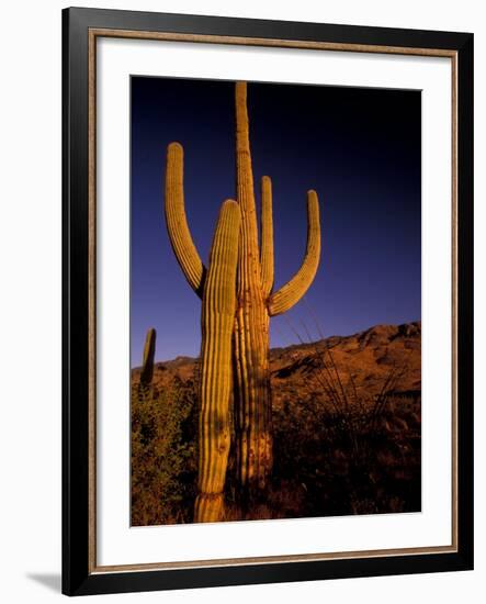 Landscape of Saguaro National Monument, Arizona, USA-Art Wolfe-Framed Photographic Print