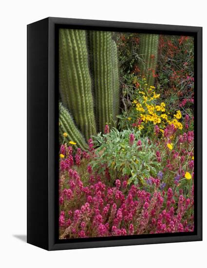 Landscape of Saguaro National Monument, Arizona, USA-Art Wolfe-Framed Premier Image Canvas