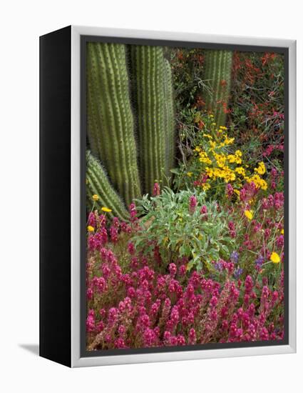 Landscape of Saguaro National Monument, Arizona, USA-Art Wolfe-Framed Premier Image Canvas