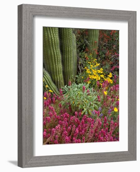 Landscape of Saguaro National Monument, Arizona, USA-Art Wolfe-Framed Photographic Print