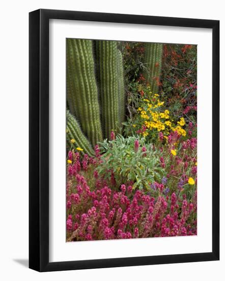 Landscape of Saguaro National Monument, Arizona, USA-Art Wolfe-Framed Photographic Print