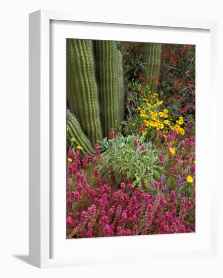 Landscape of Saguaro National Monument, Arizona, USA-Art Wolfe-Framed Photographic Print