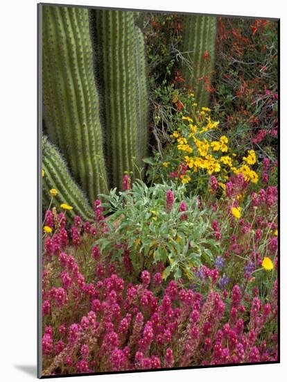 Landscape of Saguaro National Monument, Arizona, USA-Art Wolfe-Mounted Photographic Print