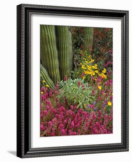 Landscape of Saguaro National Monument, Arizona, USA-Art Wolfe-Framed Photographic Print