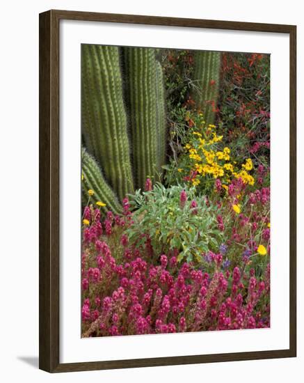 Landscape of Saguaro National Monument, Arizona, USA-Art Wolfe-Framed Photographic Print