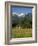 Landscape of Snow Capped Peaks Above Flower Covered Valley, Salzburgland, Austria-Richard Nebesky-Framed Photographic Print