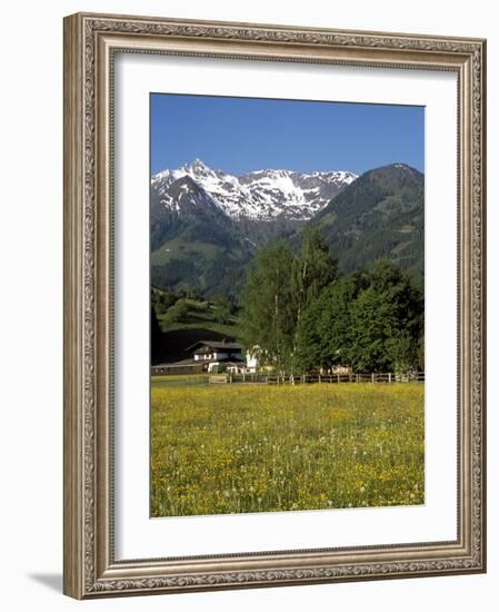 Landscape of Snow Capped Peaks Above Flower Covered Valley, Salzburgland, Austria-Richard Nebesky-Framed Photographic Print