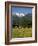 Landscape of Snow Capped Peaks Above Flower Covered Valley, Salzburgland, Austria-Richard Nebesky-Framed Photographic Print