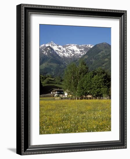 Landscape of Snow Capped Peaks Above Flower Covered Valley, Salzburgland, Austria-Richard Nebesky-Framed Photographic Print