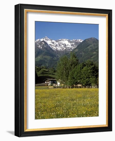 Landscape of Snow Capped Peaks Above Flower Covered Valley, Salzburgland, Austria-Richard Nebesky-Framed Photographic Print