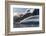 Landscape of snow covered island in South Atlantic Ocean, Antarctica-Keren Su-Framed Photographic Print