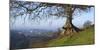 Landscape of tree over River Dart Devon-Charles Bowman-Mounted Photographic Print