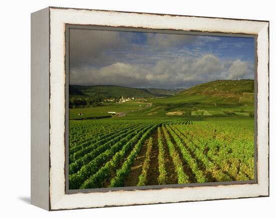 Landscape of Vineyards and Hills Near Beaune, Burgundy, France, Europe-Michael Busselle-Framed Premier Image Canvas