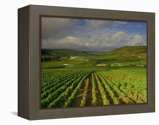 Landscape of Vineyards and Hills Near Beaune, Burgundy, France, Europe-Michael Busselle-Framed Premier Image Canvas