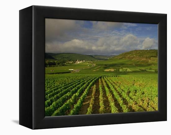 Landscape of Vineyards and Hills Near Beaune, Burgundy, France, Europe-Michael Busselle-Framed Premier Image Canvas