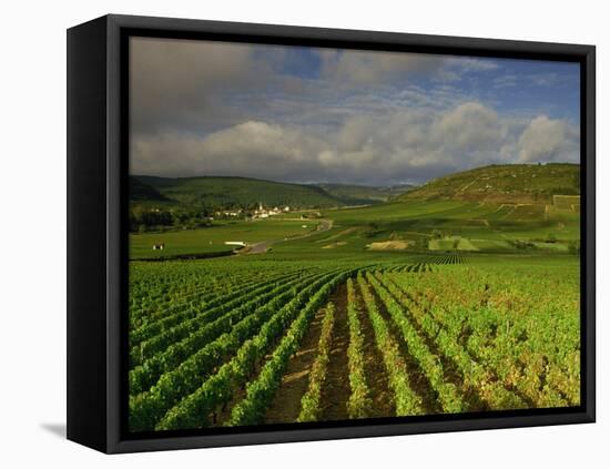 Landscape of Vineyards and Hills Near Beaune, Burgundy, France, Europe-Michael Busselle-Framed Premier Image Canvas
