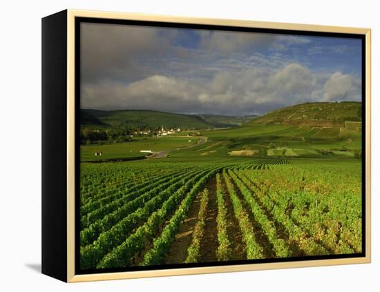 Landscape of Vineyards and Hills Near Beaune, Burgundy, France, Europe-Michael Busselle-Framed Premier Image Canvas