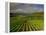 Landscape of Vineyards and Hills Near Beaune, Burgundy, France, Europe-Michael Busselle-Framed Premier Image Canvas