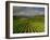 Landscape of Vineyards and Hills Near Beaune, Burgundy, France, Europe-Michael Busselle-Framed Photographic Print