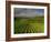 Landscape of Vineyards and Hills Near Beaune, Burgundy, France, Europe-Michael Busselle-Framed Photographic Print