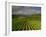 Landscape of Vineyards and Hills Near Beaune, Burgundy, France, Europe-Michael Busselle-Framed Photographic Print