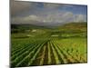 Landscape of Vineyards and Hills Near Beaune, Burgundy, France, Europe-Michael Busselle-Mounted Photographic Print