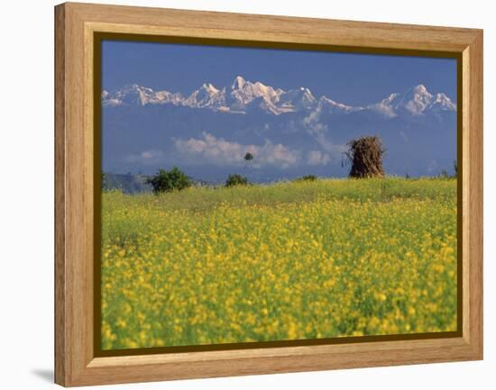 Landscape of Yellow Flowers of Mustard Crop the Himalayas in the Background, Kathmandu, Nepal-Alison Wright-Framed Premier Image Canvas