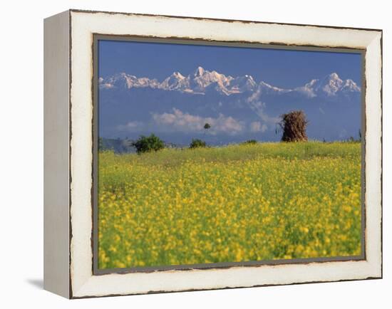 Landscape of Yellow Flowers of Mustard Crop the Himalayas in the Background, Kathmandu, Nepal-Alison Wright-Framed Premier Image Canvas