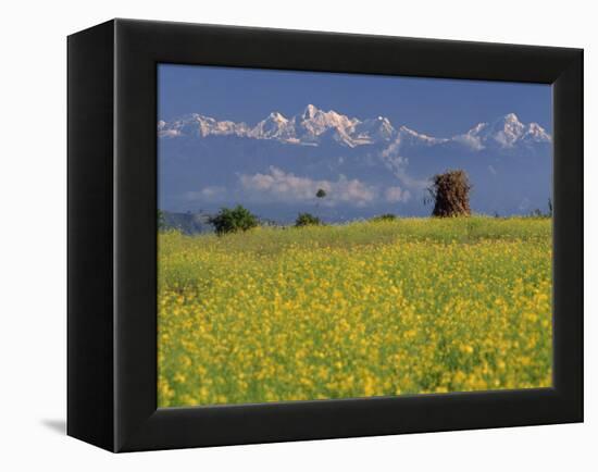 Landscape of Yellow Flowers of Mustard Crop the Himalayas in the Background, Kathmandu, Nepal-Alison Wright-Framed Premier Image Canvas