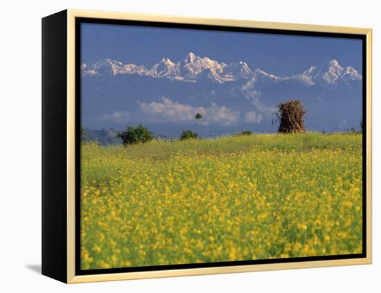 Landscape of Yellow Flowers of Mustard Crop the Himalayas in the Background, Kathmandu, Nepal-Alison Wright-Framed Premier Image Canvas