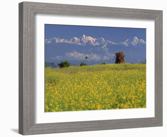 Landscape of Yellow Flowers of Mustard Crop the Himalayas in the Background, Kathmandu, Nepal-Alison Wright-Framed Photographic Print