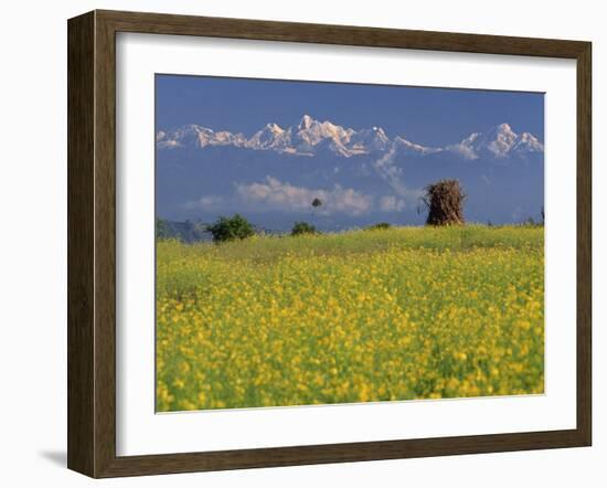 Landscape of Yellow Flowers of Mustard Crop the Himalayas in the Background, Kathmandu, Nepal-Alison Wright-Framed Photographic Print