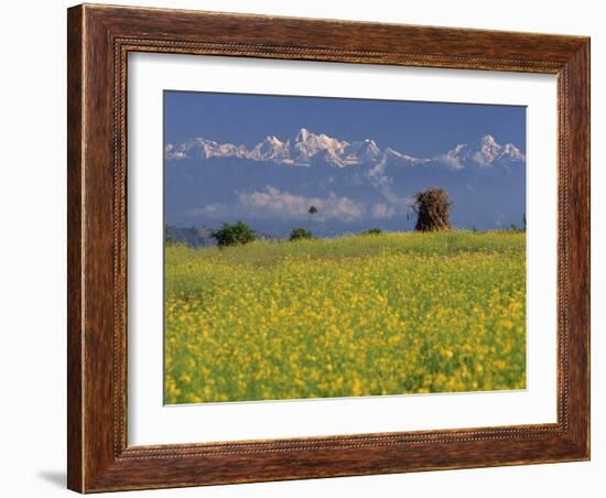 Landscape of Yellow Flowers of Mustard Crop the Himalayas in the Background, Kathmandu, Nepal-Alison Wright-Framed Photographic Print