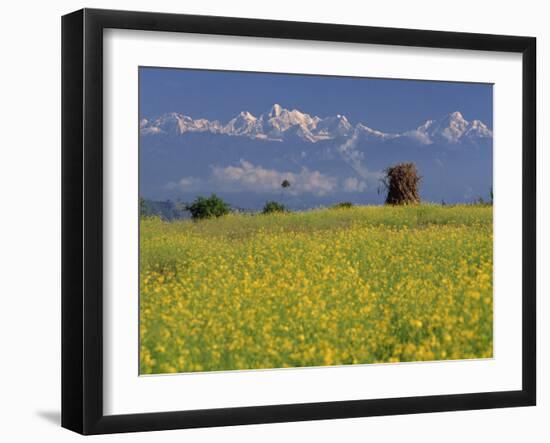 Landscape of Yellow Flowers of Mustard Crop the Himalayas in the Background, Kathmandu, Nepal-Alison Wright-Framed Photographic Print