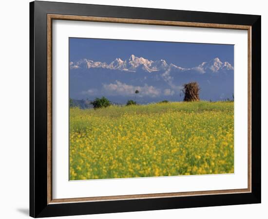 Landscape of Yellow Flowers of Mustard Crop the Himalayas in the Background, Kathmandu, Nepal-Alison Wright-Framed Photographic Print